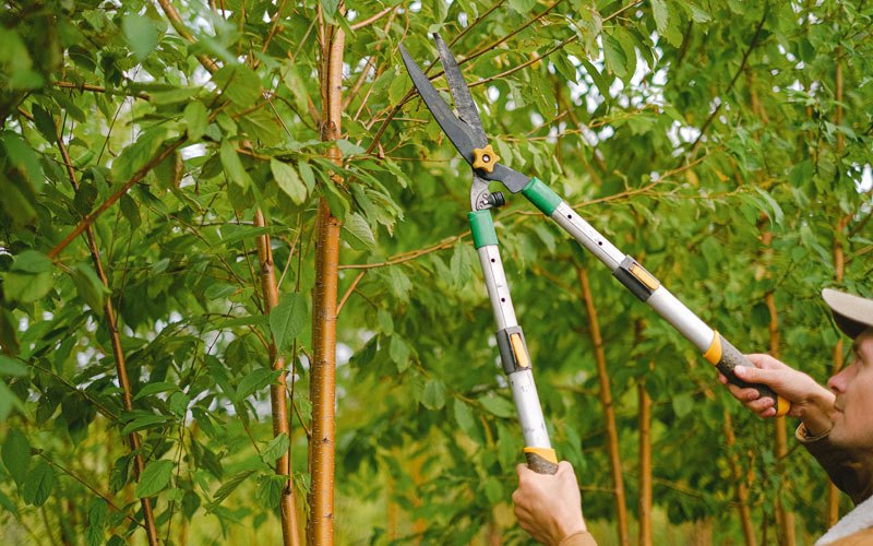Tree trimming in Fairbank, IA