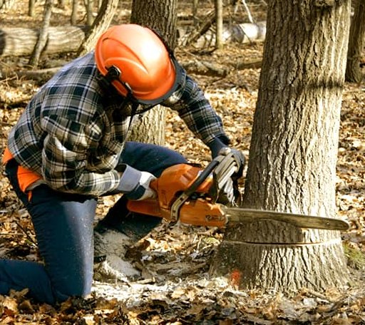 Tree Removal in Fairbank, IA